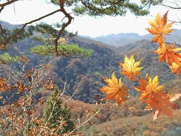 郭富城妻子再次发声：包还没找回，已寻求当地大使馆协助今日