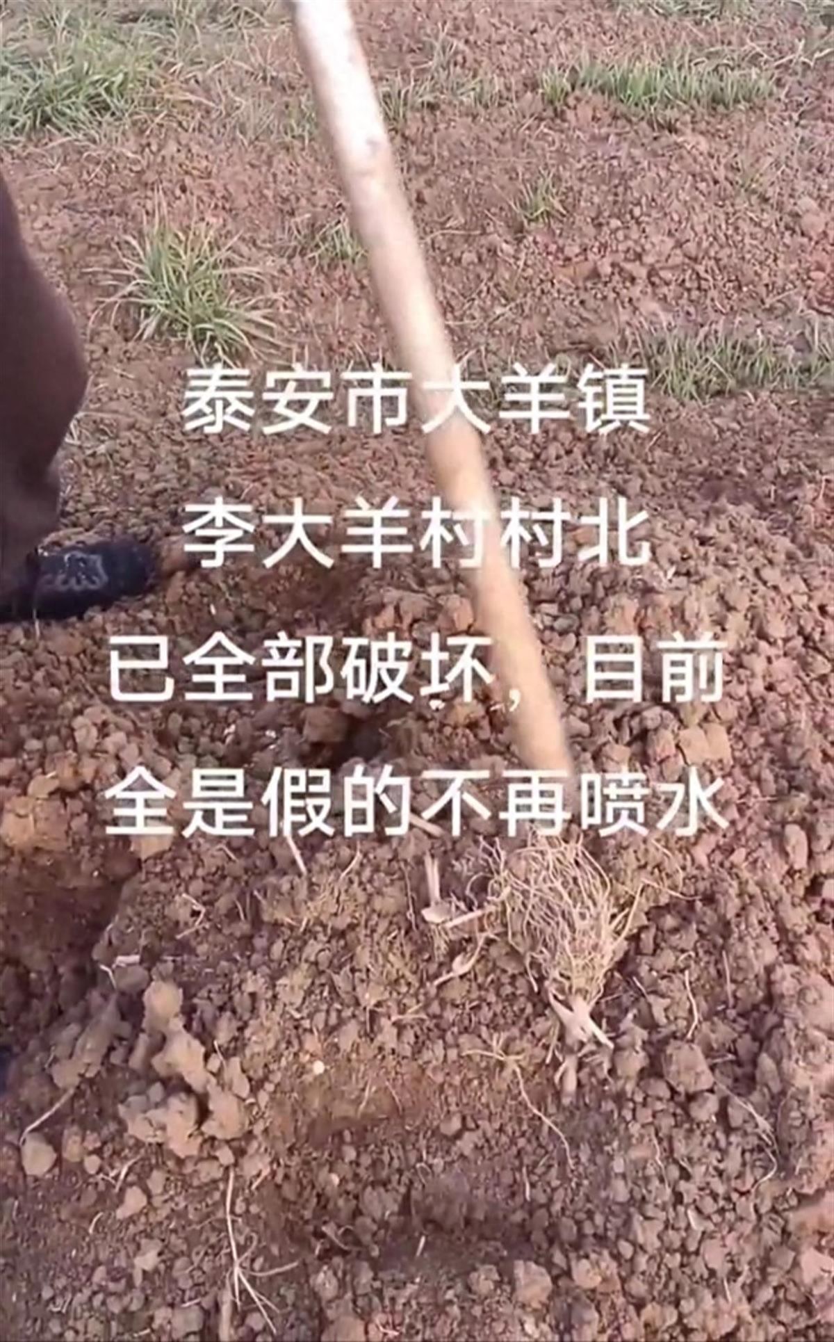800亩高标准农田部分设施被指弄虚作假，山东东平：承包户私拆后