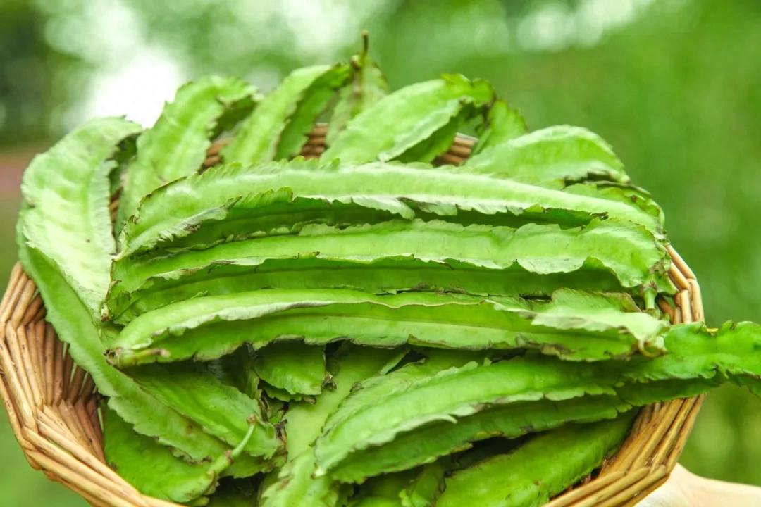 这种豆角全身都能吃,种子被誉为维生素E之王,错过真的可惜