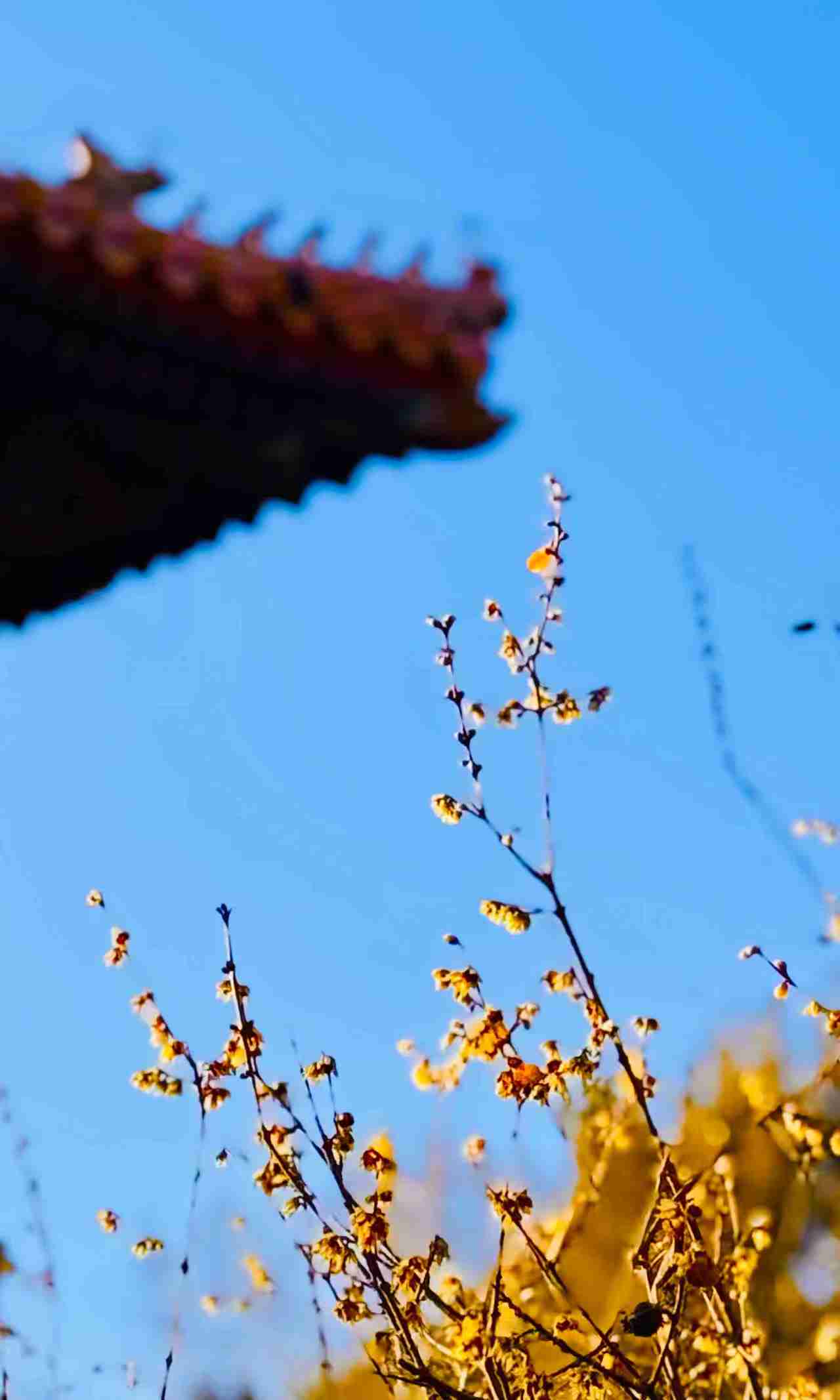 京城拍客今日精选|春到人间草木知