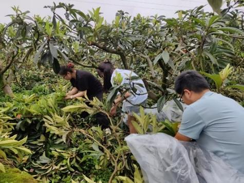 一片干枇杷叶的含科量,你可能不知道……