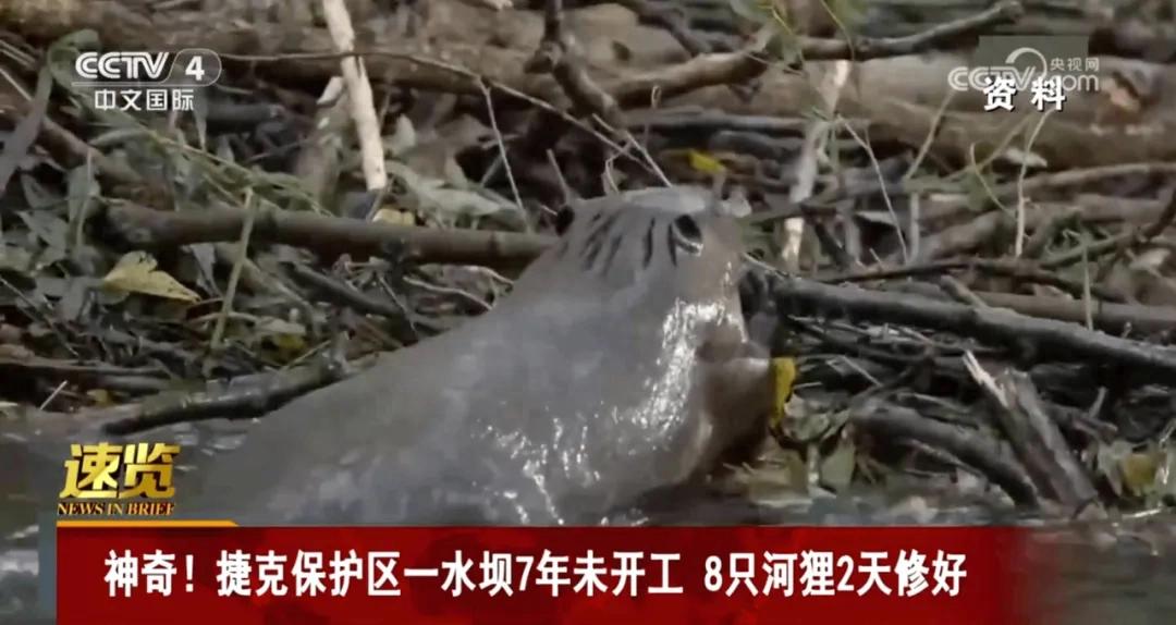 8只河狸2天建好捷克拖了7年的水坝，这河狸吗？？？今日