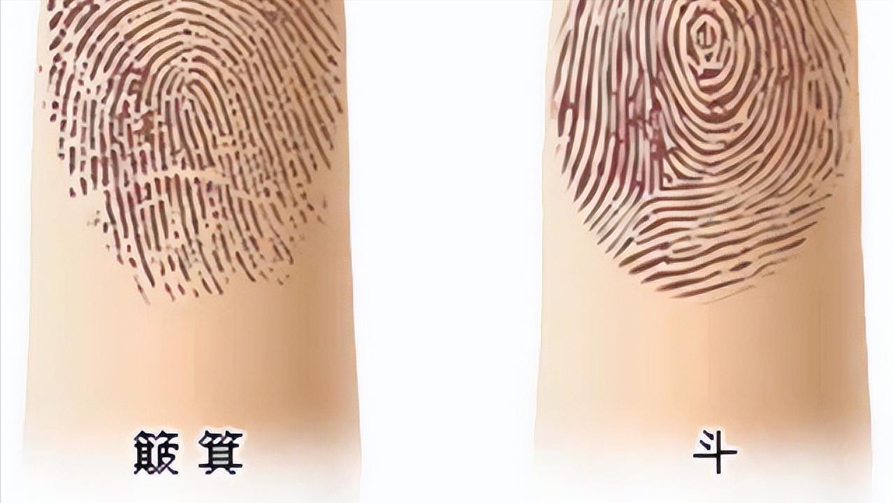 一斗穷,二斗富是真的吗?中科院发现斗和簸箕的基因奥秘今日