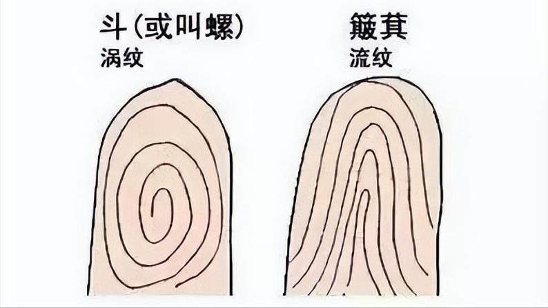 一斗穷,二斗富是真的吗?中科院发现斗和簸箕的基因奥秘今日