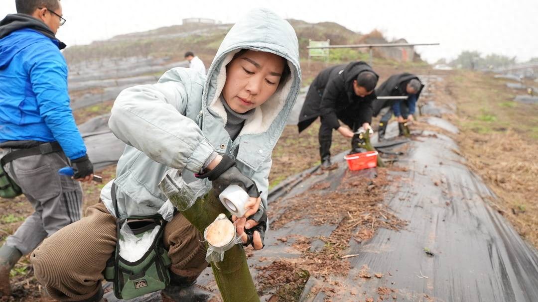 打造基因宝库四川威远300多个无花果新品种有了身份证今日头