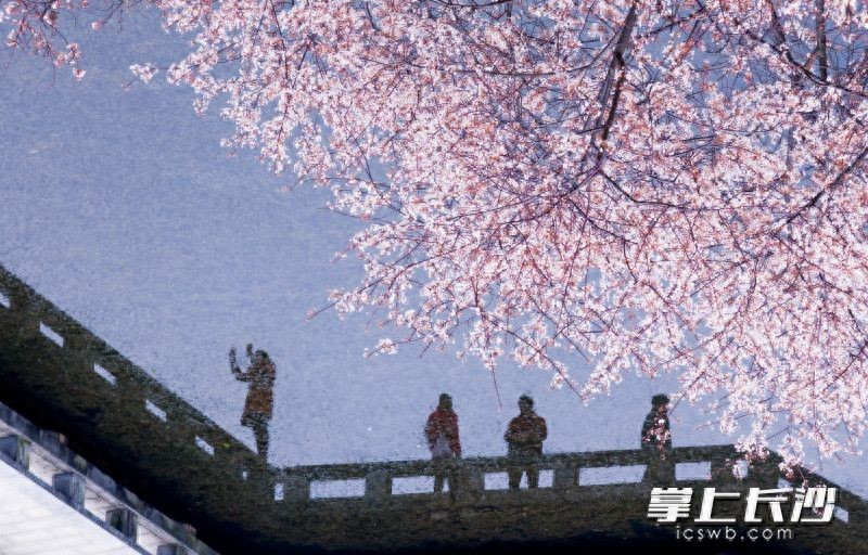春日限定！长沙望月公园樱梅同绽
