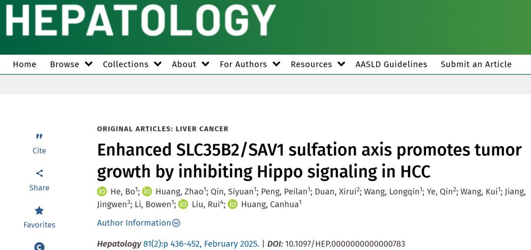 Hepatology丨四川大学刘锐黄灿华合作研究发现SLC35B2SAV1硫酸化