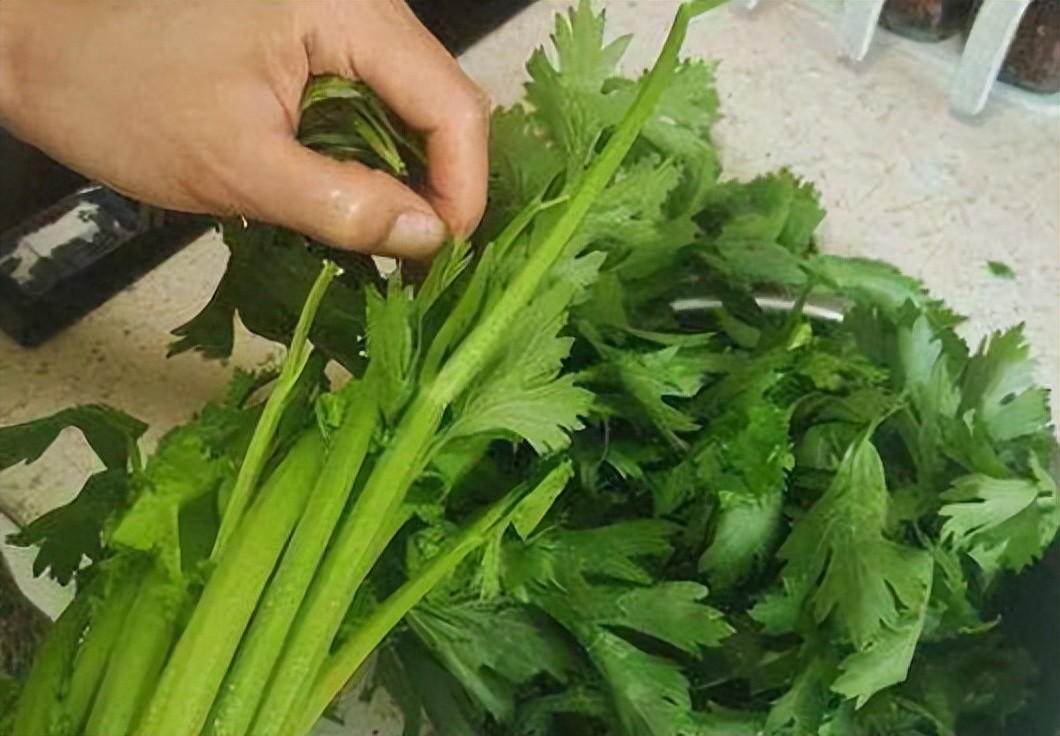 吃芹菜为什么不吃叶子？可能很多人还不清楚，看完记得转告家人