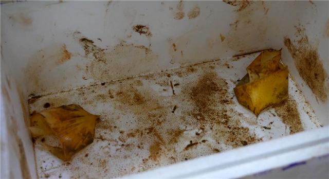 @荆州市民美味春笋变春损?食用禁忌需牢记