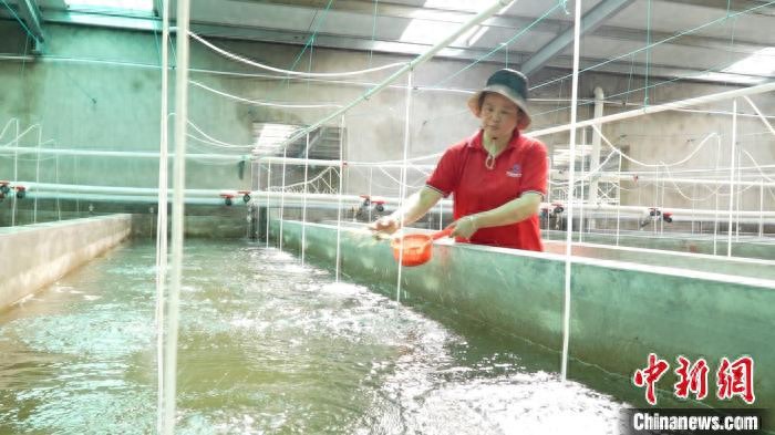 浙江水上沃野春耕忙共富虾游出致富路