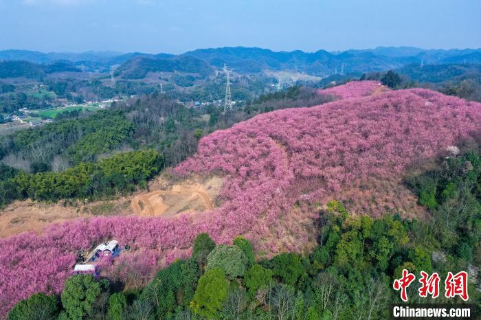 四川成都:200余亩红梅花将山头染成粉红色