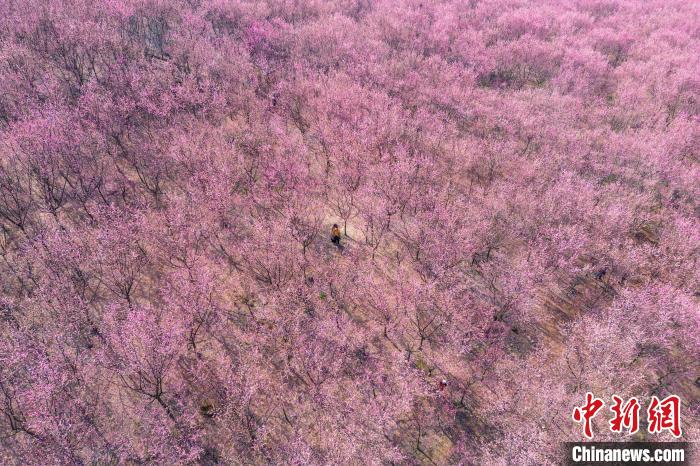 四川成都:200余亩红梅花将山头染成粉红色