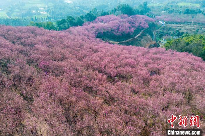 四川成都:200余亩红梅花将山头染成粉红色