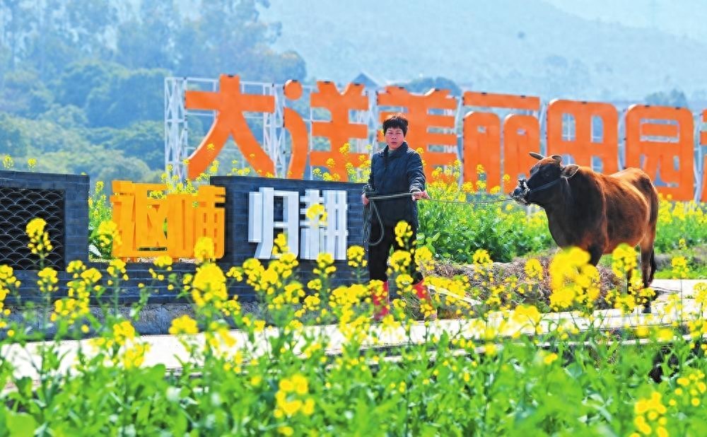 洪濑镇大洋村：油菜花开邀您香约