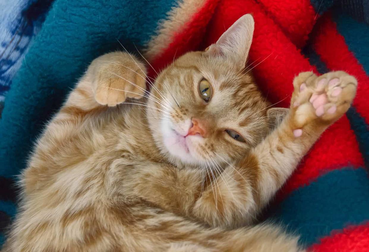 海明威猫：拥有迷人历史的多趾猫咪